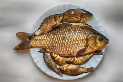 О чём молчат рыбы? Карась или буффало? – Астраханский биосферный заповедник
