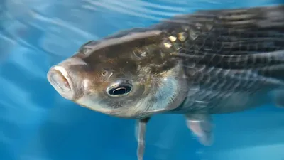 Рыбка на счастье»: на озере в Надыме поймали карася-экстремала | Ямал-Медиа