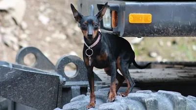 Цвергпинчер (Zwergpinscher) (Породы собак) карликовый пинчер, пинчер  купить, цвергпинчер купить, пинчер собака, щенки пинчера, карликовый пинчер  купить, стандартный пинчер, немецкий пинчер купи Энциклопедия о животных  EGIDA.BY