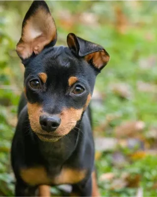 Цвергпинчер (карликовый пинчер) собака: фото, характер, описание породы