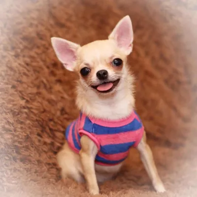 Пятёрка самых маленьких карманных собак | МанкиБлог | Дзен