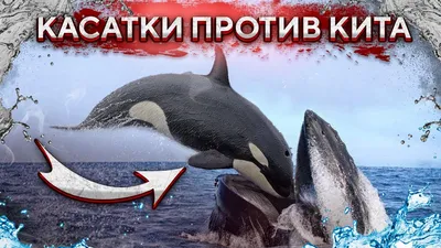 В парке «Морской мир» кит убил своего тренера - KP.RU