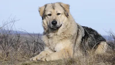 Кавказская овчарка собака: фото, характер, описание породы