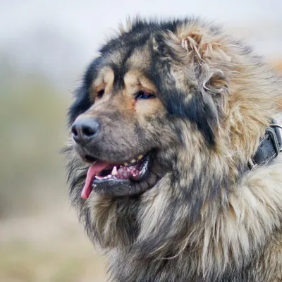 КЛУБ владельцев собак породы Кавказская Овчарка | Facebook