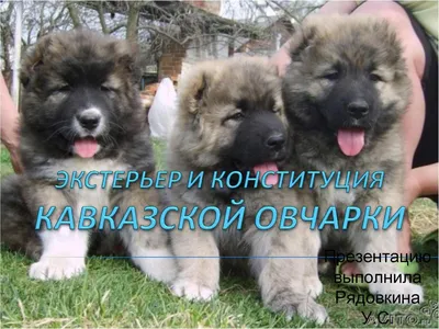 Dudusik Dog. Уроки - 5 особенностей кавказских овчарок, о которых вы  наверняка не знали - Помощь кавказским овчаркам