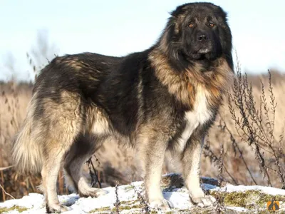 Комплекс со стрижкой \"Под машинку\" (Кавказская овчарка) в зоосалоне PARADOGs