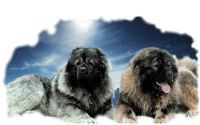 Кавказская овчарка - фото и видео собаки, щенки и команды | Pet-Yes