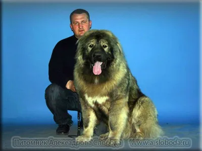 Собака породы кавказская овчарка, всё о породе