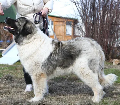 SOBAKI.PRO | Породы собак | Кавказская овчарка | Фото 16319