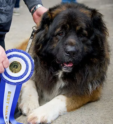 Dudusik Dog. Уроки - 5 особенностей кавказских овчарок, о которых вы  наверняка не знали - Помощь кавказским овчаркам