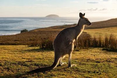 Рост популяции кенгуру - угроза Австралии | Euronews