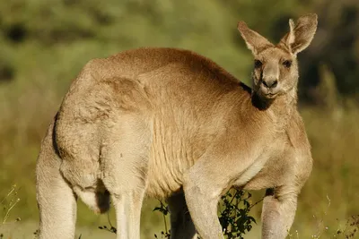Заглянем в сумку к кенгуру | Мир домашних животных | Дзен