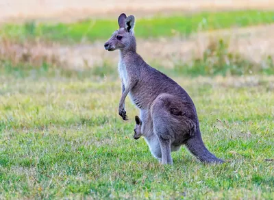 В Австралии предложили отстреливать кенгуру, чтобы они не умирали от голода  — Сноб