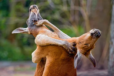 В зоопарке под Новороссийском малыш-кенгуру изучает окружающий мир из сумки  | 22.04.2023 | Новороссийск - БезФормата