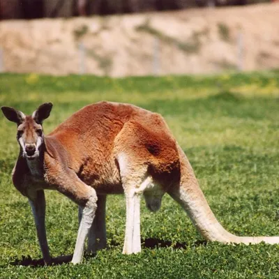 Почему кенгуру такие накаченные? | Книга животных | Дзен