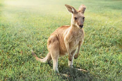 Розовая кенгуру с кенгурёнком в …» — создано в Шедевруме