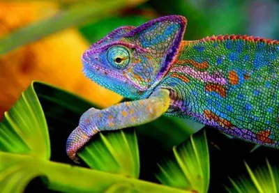Как хамелеон меняет цвет