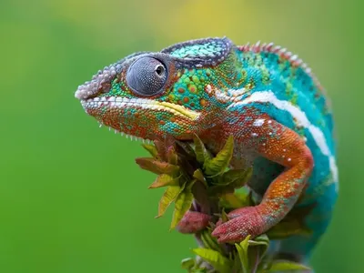 Йеменский хамелеон - Chamaeleo calyptratus