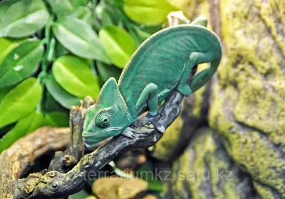 Пантеровые хамелеоны | chameleonworld