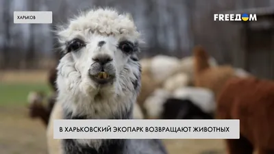 Животных Фельдман Экопарка эвакуировали в Харьковский зоопарк | РЕДПОСТ