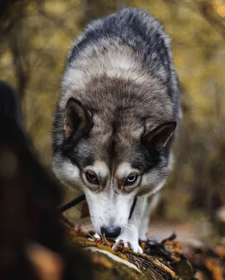 Потомство хаски - питомник Husky Fund