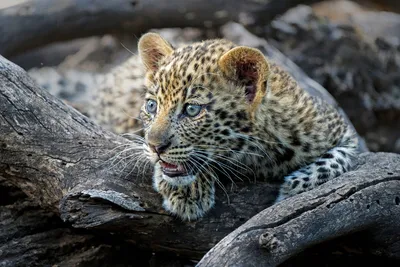 Как вырастить хищника: несколько мгновений из жизни африканского леопарда |  Заметки о животных | Дзен