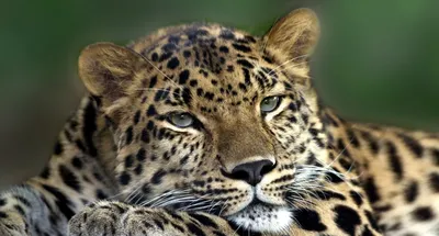 Битвы диких животных: на что способны самые сильные хищники планеты |  Заметки о животных | Дзен