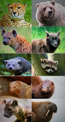 Картинки хищных животных фотографии