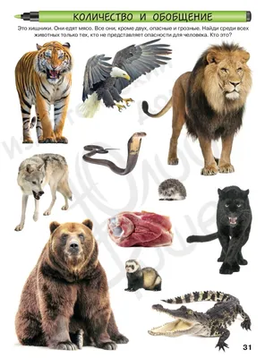 Картинки хищников животных - 51 фото