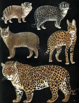 Выдающиеся хищники (млекопитающие) | Пикабу