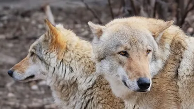 Большие кошки — в добрых руках: пензенец спасает хищных зверей, попавших в  беду