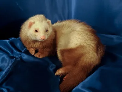 Готовимся к приезду хорька – Happy Ferret