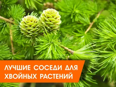 Популярность хвойных растений