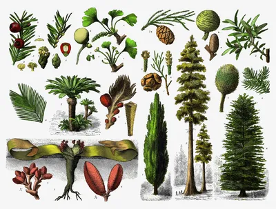 Классификация хвойных растений | Хвойный ликбез | Дзен