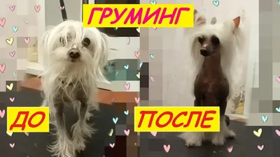 рисунки китайской хохлатой собачки: 10 тыс изображений найдено в  Яндекс.Картинках | Chinese crested, Chinese crested dog, Dog paintings