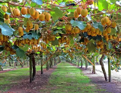 Киви: популярный фрукт из Китая» — создано в Шедевруме