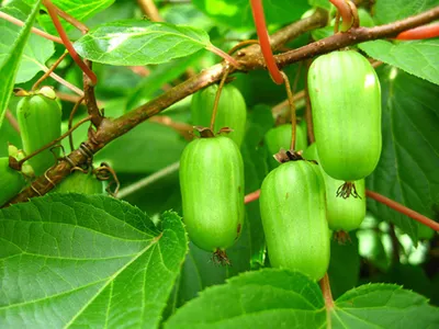 Полезные свойства фрукта киви Голд