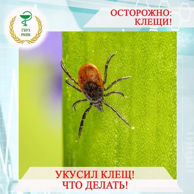 Профилактика присасывания клещей | Министерство здравоохранения  Хабаровского края