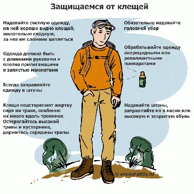 Внимание: сезон клещей,