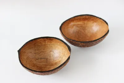 Купить Укрытие из кокоса (дупло для мелких животных) (kokos-duplo) - в  danio.com.ua