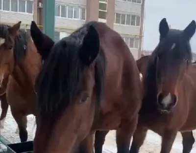 Найрідкісніші породи коней - Nature Park \"Beremytskoe\"