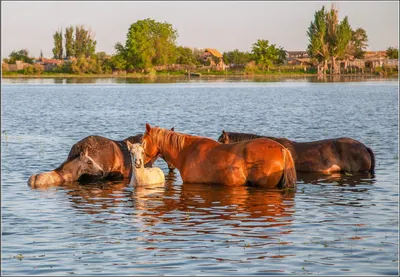 Земля коней»: для влюбленных в лошадей | 28.04.2023 | Сыктывкар - БезФормата