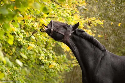 красивый фризский жеребец черных коней Стоковое Фото - изображение  насчитывающей поле, цветки: 225693920
