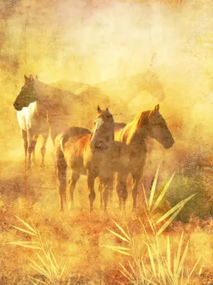 Вороной конь: описание и фото вороных лошадей