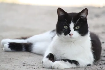 Картинки кошек черно белые фотографии
