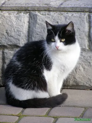 Раскраска кошки . Черно-белые картинки кошки для раскрашивания. Красивые  раскраски.