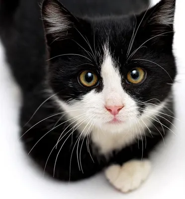 Фотография кошка черно белое фото котят Животные