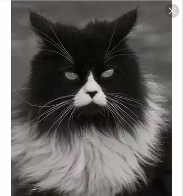 Породы черно-белых кошек: фото пород кошек с черно-белым окрасом с  названием и описанием