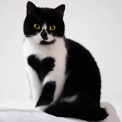 Кошка черно белая британская - 66 фото