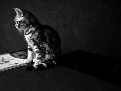 Фотогалерея - Кошки и дети (черно-белые фото) - Забавные фото кошек